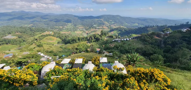 ม่อนซากุระม่อนแจ่ม