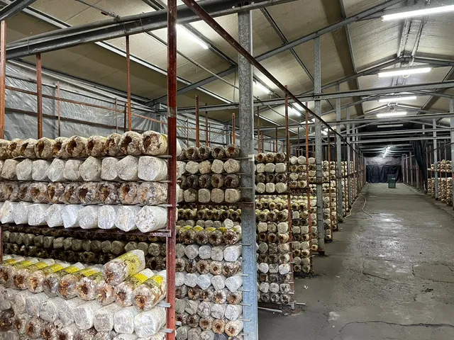 豐年靈芝菇類生態農場