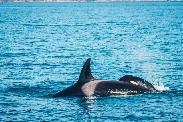 Prince of Whales - Whale & Marine Wildlife Adventures Vancouver