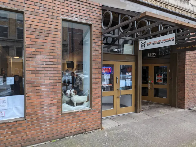 Are You My Human? Rescue Dog Lounge