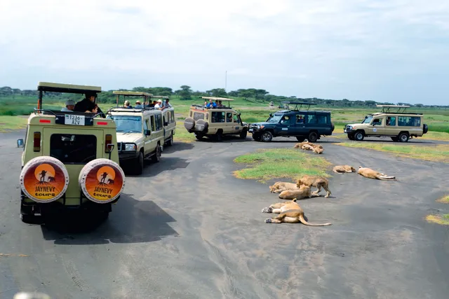 JAYNEVY TOURS CO L.T.D Best Tanzania Tours & Safari Company in Serengeti|Kilimanjaro Climbing Operators.