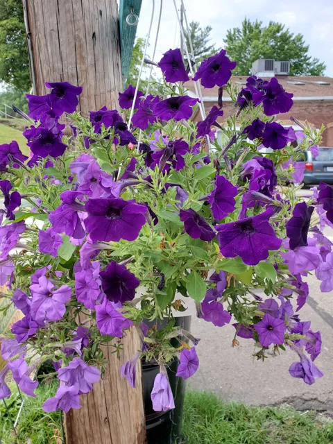 Big Prairie Local Produce