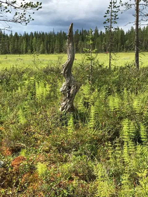 Junosuando Guesthouse