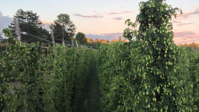 Cobblestone Hop Yard