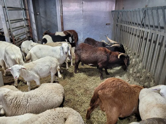 Jamaica Live Poultry Corp