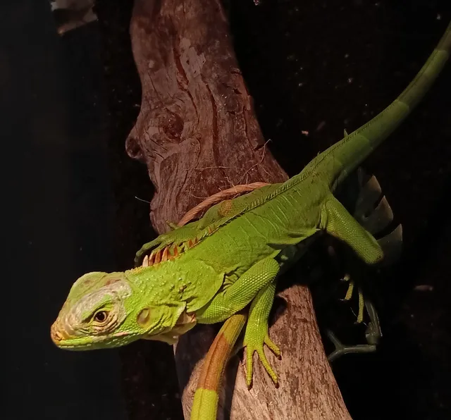 Museo de Vida Silvestre