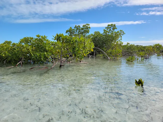 Mangrove Cay