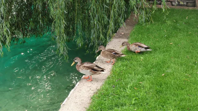 Seeappartement Marina