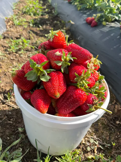 Sun Strawberry L.L.C.