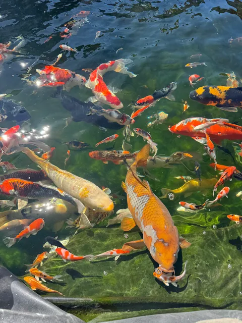 KL JAPANESE KOI