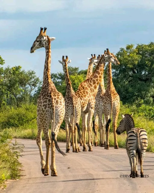 KRUGER NATIONAL PARK SAFARIS | KNP SAFARIS | SOUTH AFRICA SAFARIS