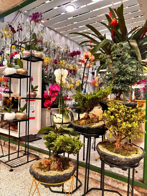 Orquideas Dreams Flowers