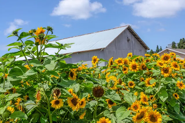 Hana Field by Tanaka Farms