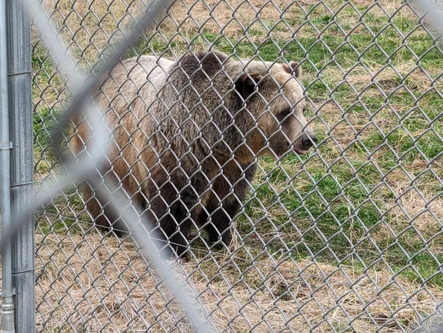 WSU Bear Center