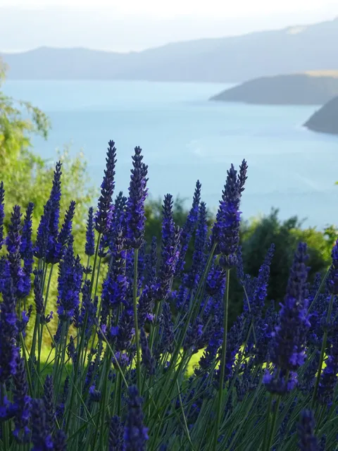 Akaroa Lavender