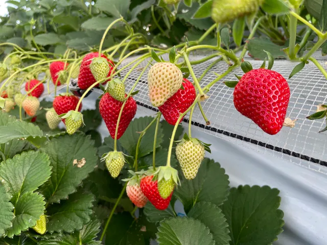 ぶどうと苺の沼田園