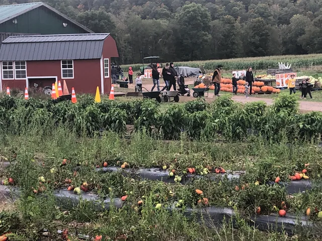 Whistle Pig West U-pick Strawberry Field