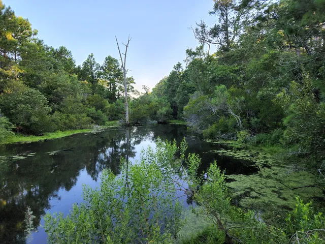Kitty Hawk Woods Reserve