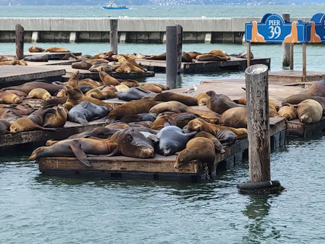 Sea Lion Viewing Area