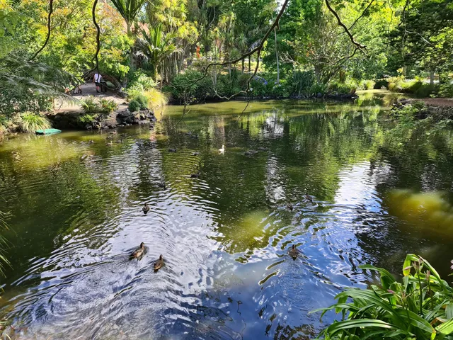 Auckland Domain Duck Pond