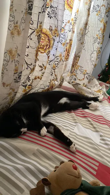 Animacão Vet Embu das Artes