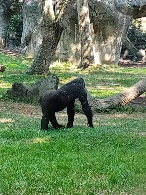 Gorilla Exhibit