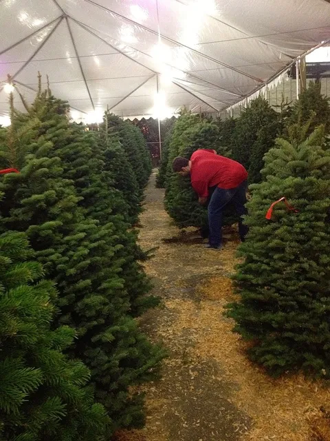 Mr. Jingles Christmas Trees