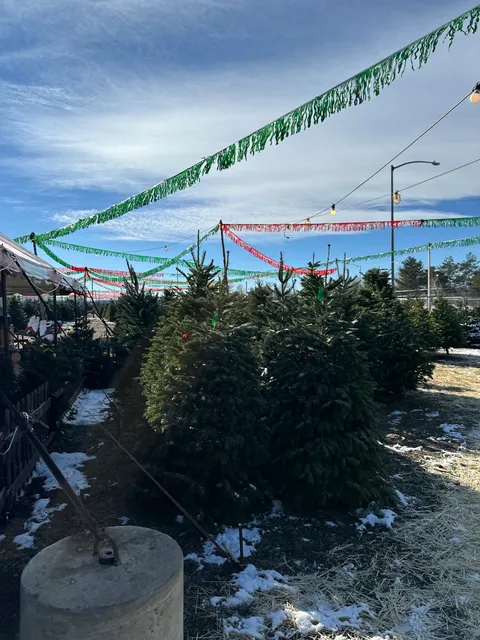 A Tree Land Christmas Trees