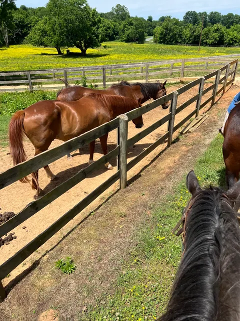 Tanglewood Horse Riding
