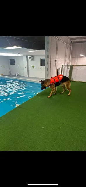 Doggieland Play Park Aquatics