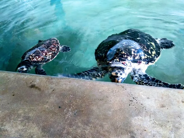 Kosgoda Turtle Conservation and Research Centre