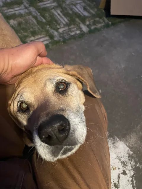 Ram Spay/Neuter and Wellness