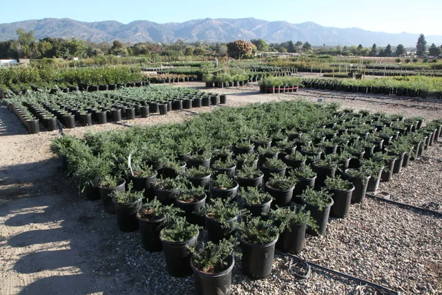 San Marcos Growers Wholesale Nursery