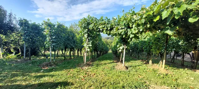 Kuća za odmor Mateja Varaždinske Toplice