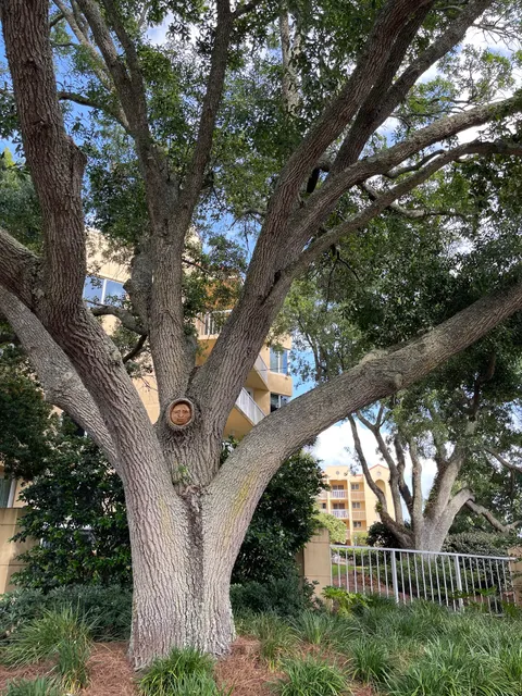 Tree Spirits Saint Simons Island
