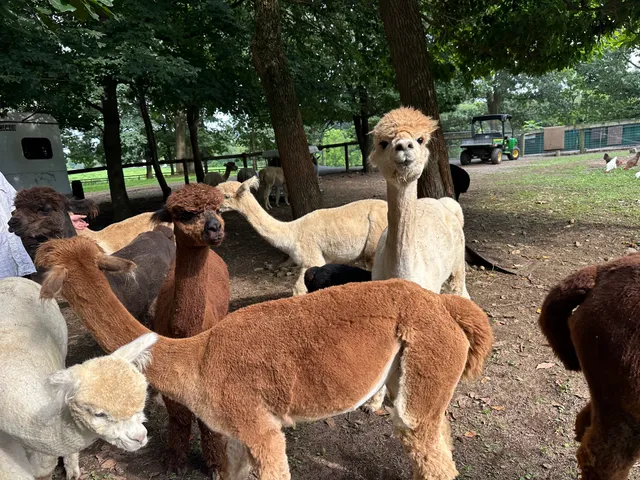 Silkie's Farm - a sustainable alpaca breeding farm
