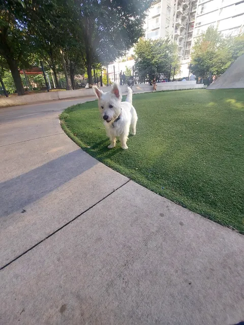 Fred Anderson Dog Friendly Area