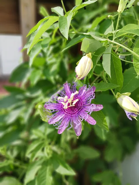 Manor Farmers' Market