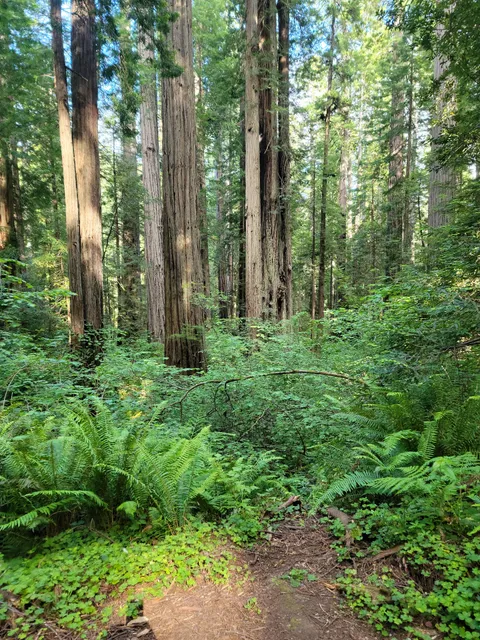 Cal-Barrel Road Trailhead (Pet-friendly)