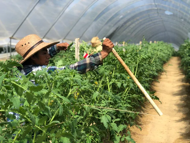 Rise ‘n Shine Organic Farm