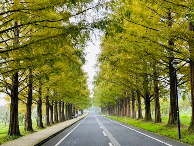 Avenue of Metasequoia trees