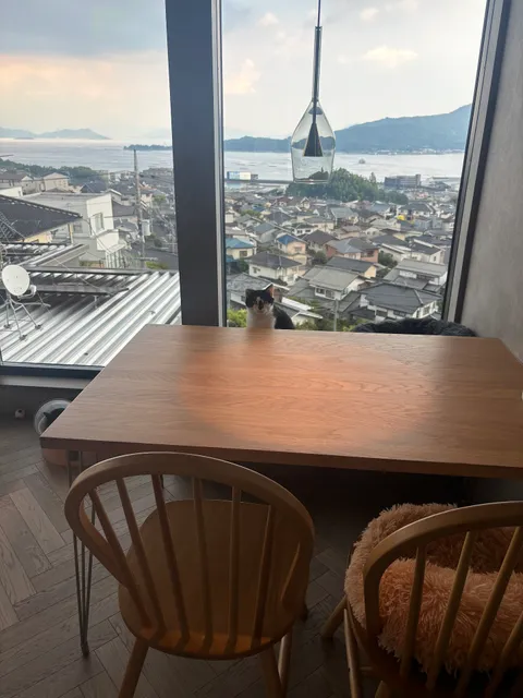 シニア猫専門 保護猫カフェShhh…