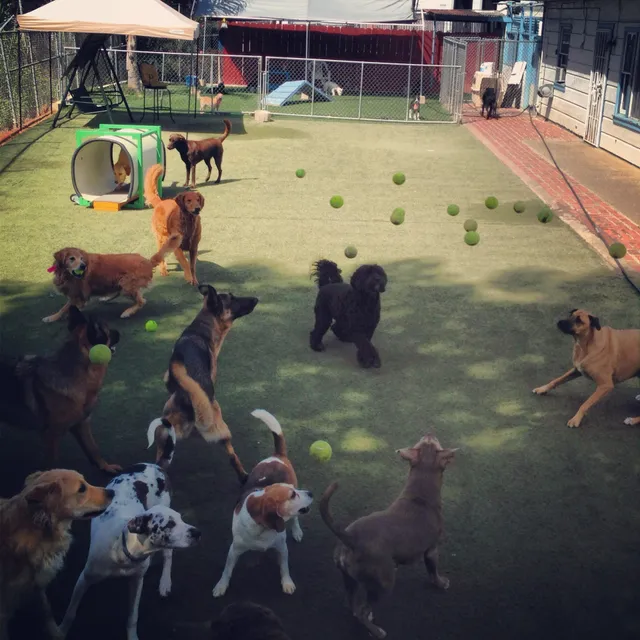 Fon Jon Dog Boarding and Daycare of San Diego