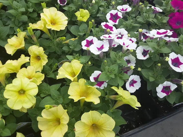 Bennett's Farm Market