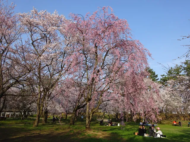 Hirosaki Park Picnic Square