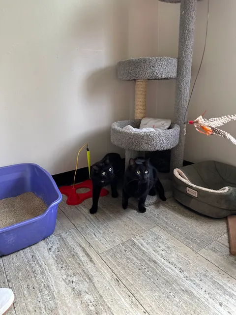 Adirondack Region Cat Adoption Center