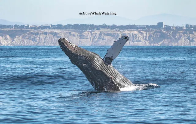 Gone Whale Watching San Diego