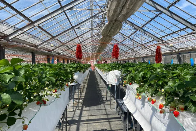 Higashiura Strawberry Farm