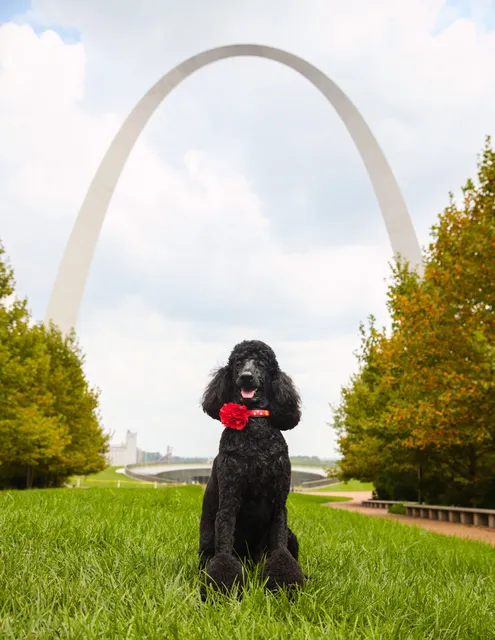 Hillside Animal Hospital