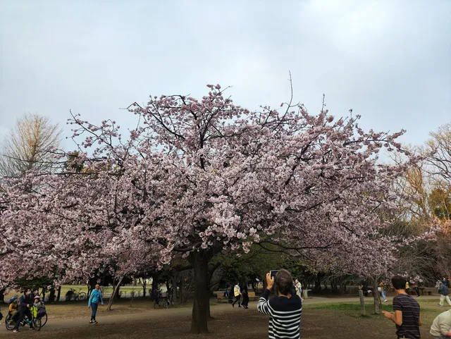 Inokashira Park Daini Park